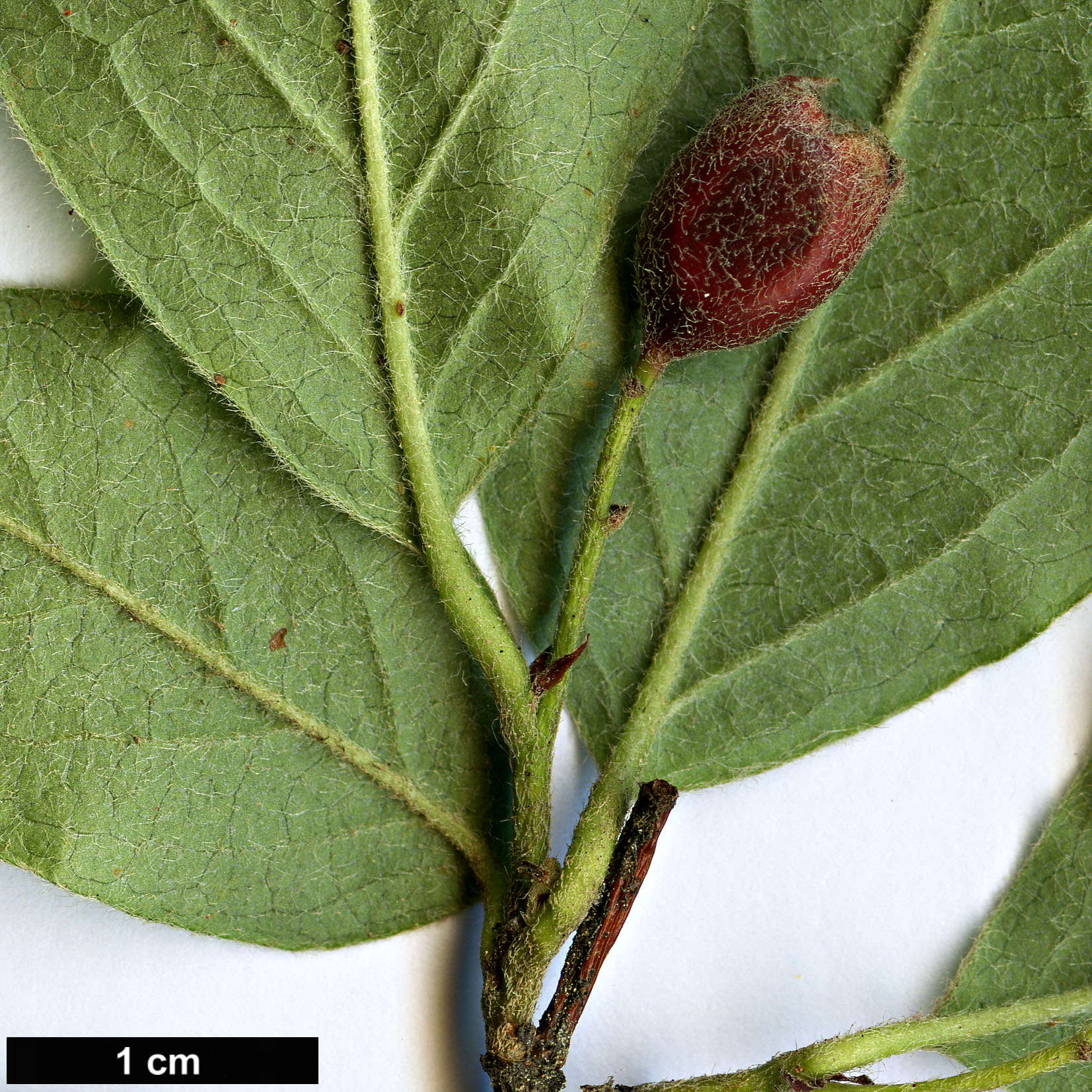 High resolution image: Family: Rosaceae - Genus: Cotoneaster - Taxon: tebbutus